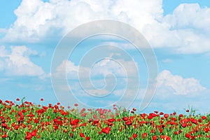 Poppies flower meadow and blue sky with clouds