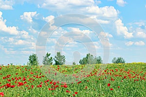 Poppies flower meadow and blue sky with clouds