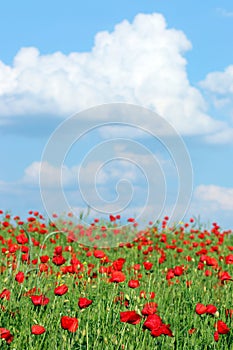 Poppies flower meadow and blue sky with clouds landscape spring