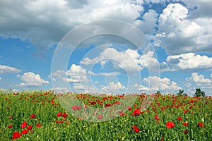 Poppies flower meadow and blue sky with clouds nature