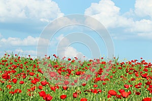 Poppies flower meadow and blue sky with clouds in spring countryside
