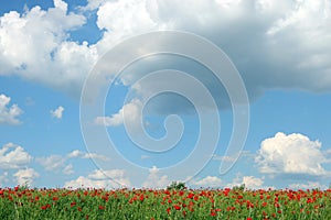 Poppies flower meadow and blue sky with clouds