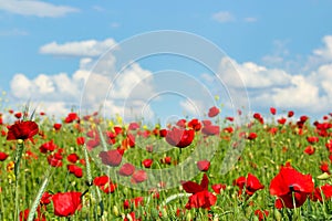 Poppies flower meadow and blue sky with clouds spring