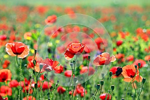 Poppies flower meadow in the morning spring season