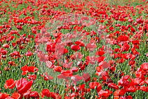 Poppies flower meadow nature background