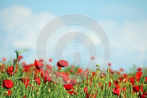 Poppies flower meadow in spring countryside