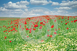 Poppies flower meadow  springtime