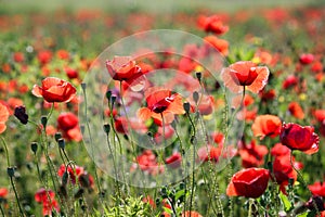Poppies flower nature background spring