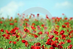 Poppies flower in spring countryside