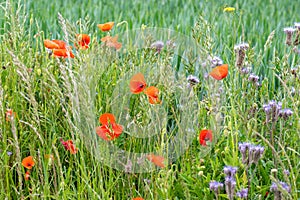 Poppies flowering on field edge, wild flowers, grass and herbs. Not with pesticides sprayed field edge. Untreated nature.