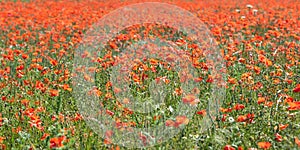 Poppies flowering in summer field. Lots of poppy flowers - Papaver rhoeas - lush meadow with headwark, headache