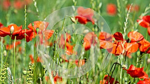 Poppies flowering in summer field. Redorange poppies flower - Papaver rhoeas - in summer meadow