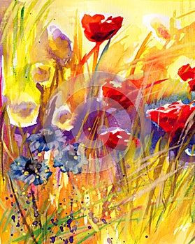 Poppies, flowers,