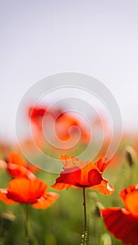 Poppies flowers field