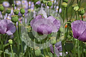 Poppies flowers in the garden at the dacha in Russia in the Tver region