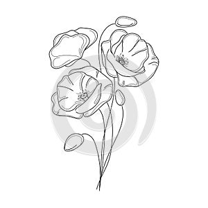 Poppies flowers line art vector illustration.Black and white botanical sketch.