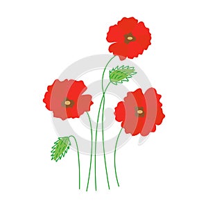 Poppies flowers. Three flowers, two buds. Vector hand drawn