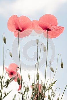 Poppies in the foreground and blue sky with clouds in the background. Minimalist nature concept. Pastel colors