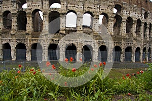 Poppies in front of Colliseum photo