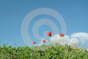 Poppies and grass in field