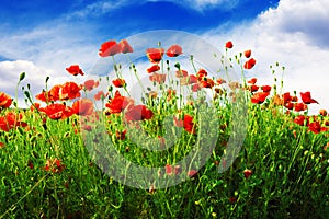 Poppies on green field