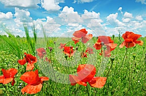 Poppies on green field and sky