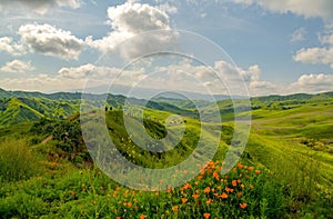 Poppies and spring green hills on a beautiful day photo