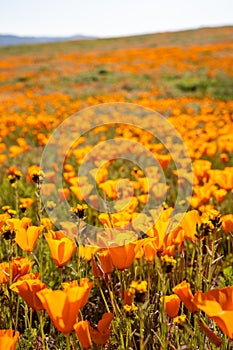 Poppies grow in a field during the California superbloom of wildflowers