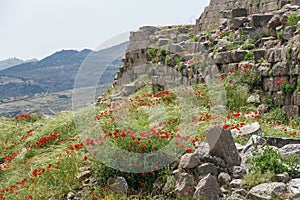 Poppies grow among Greek ruins