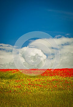 Poppies growing amonst the crops - Yorkshire Wolds