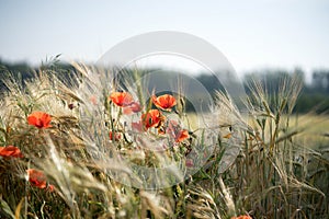 Poppies growing in a barley field. Poland.