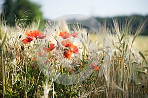 Poppies growing in a barley field. Poland.
