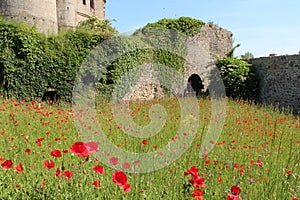 Poppies are growing in the courtyard of a castle (France)