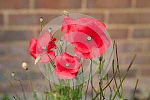 Poppies growing in front of a red brick wall