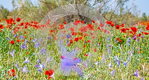 Poppies growing in the kyzylkum desert