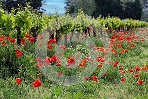 poppies growing in the middle of organic vines