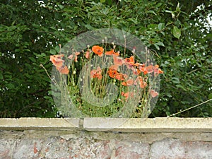 Poppies growing on a wall