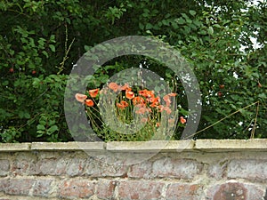 Poppies growing on a wall