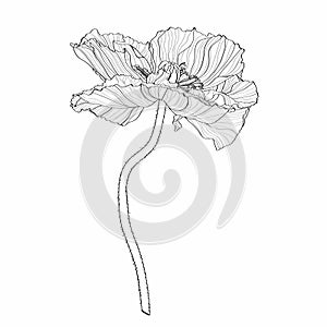 Poppies hand drawn ink illustration. Vector black and white floral drawing of oriental poppy and california poppy.