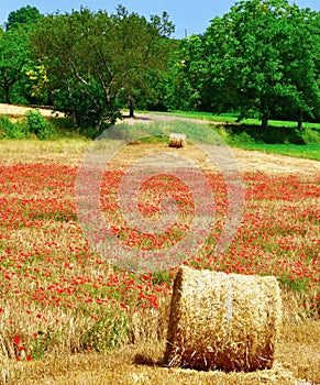 Poppies in a hay field, Lot department in France