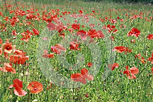 Field of red poppies - Lest we forget photo