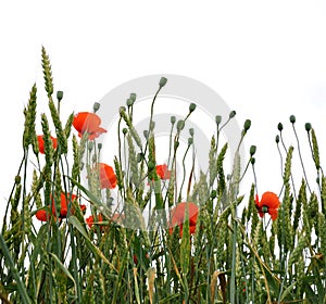 Poppies isolated om white background