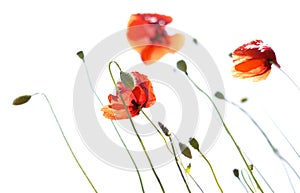 Poppies isolated on white