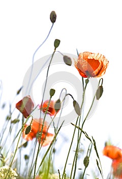 Poppies isolated on white