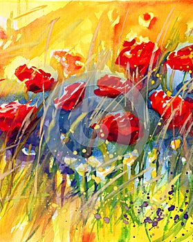 Poppies in the meadow