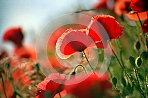 Poppies on a meadow