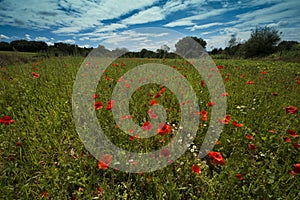 Poppies on a meadow near Baden Baden_ Baden Wuerttemberg, Germany, Europe