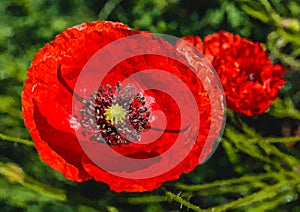 Poppies on the meadow in spring