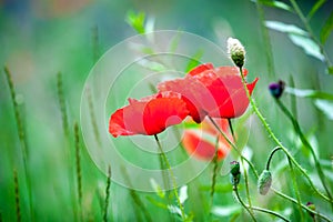 Poppies in a meadow in spring.