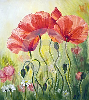 Poppies in the morning